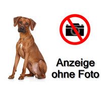 Wir suchen einen älteren Ridgeback