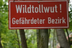 Tollwut ist Dank umfangreicher Imfpungen beim Rhodesian Ridgeback sehr selten.