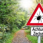 Leider machen die Zecken auch vor dem Rhodesian Ridgeback nicht halt.