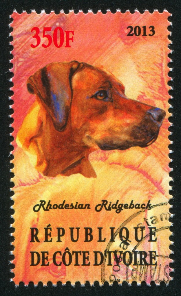 Briefmarke mit Rhodesian Ridgeback
