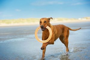 Apportieren liebt fast jeder Rhodesian Ridgeback