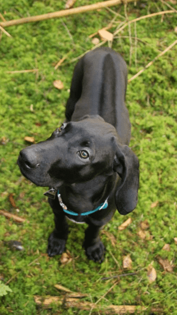 Rhodesian Ridgeback Weimaraner Dobermann Mischling
