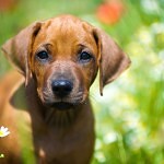Rhodesian Ridgeback Welpen
