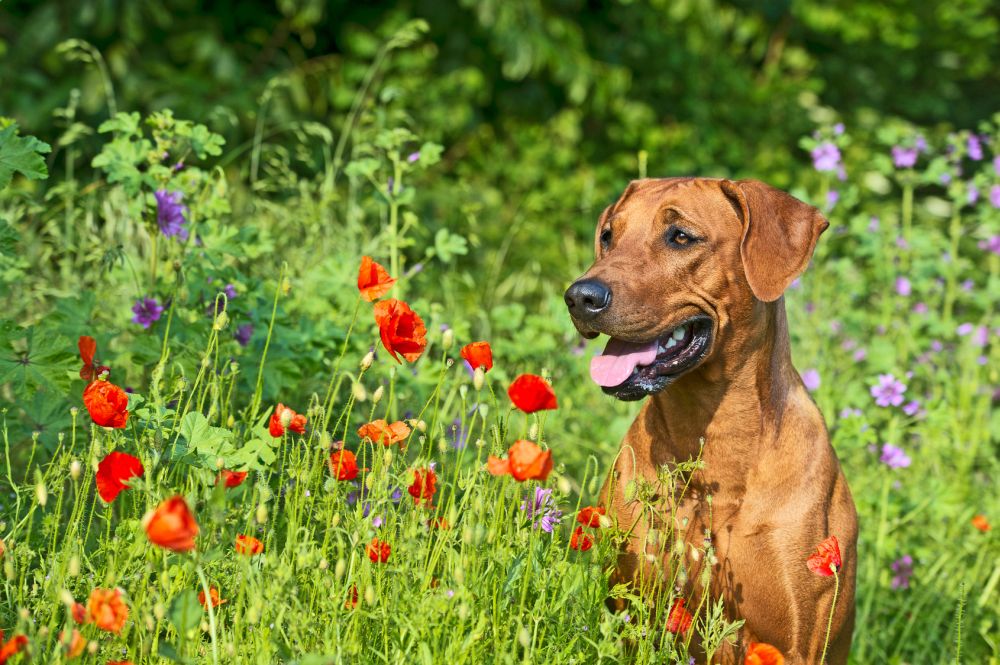 Der Rhodesian Ridgeback 