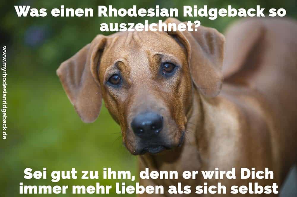 Einen traurigen Rhodesian Ridgeback