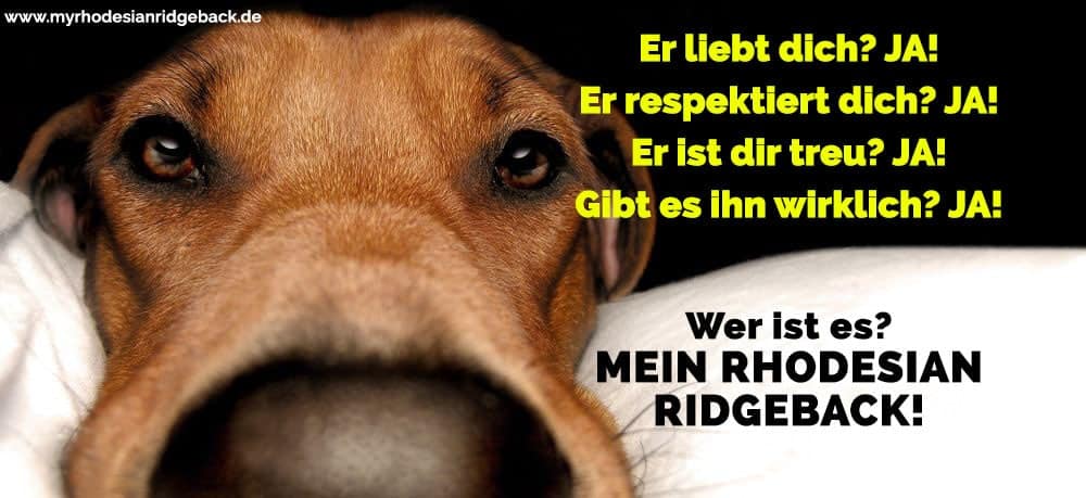 Rhodesian Ridgeback Zitate Und Sprüche