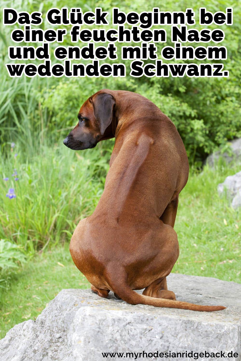 Ein Rhodesian Ridgeback sitzt auf dem Stein