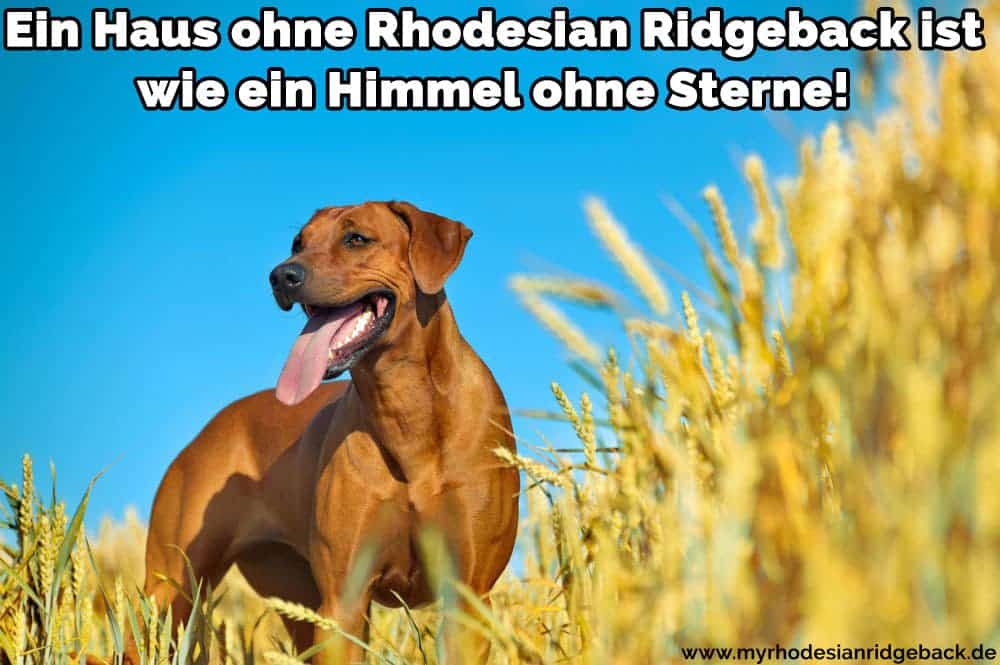 Ein Rhodesian Ridgeback im Feld