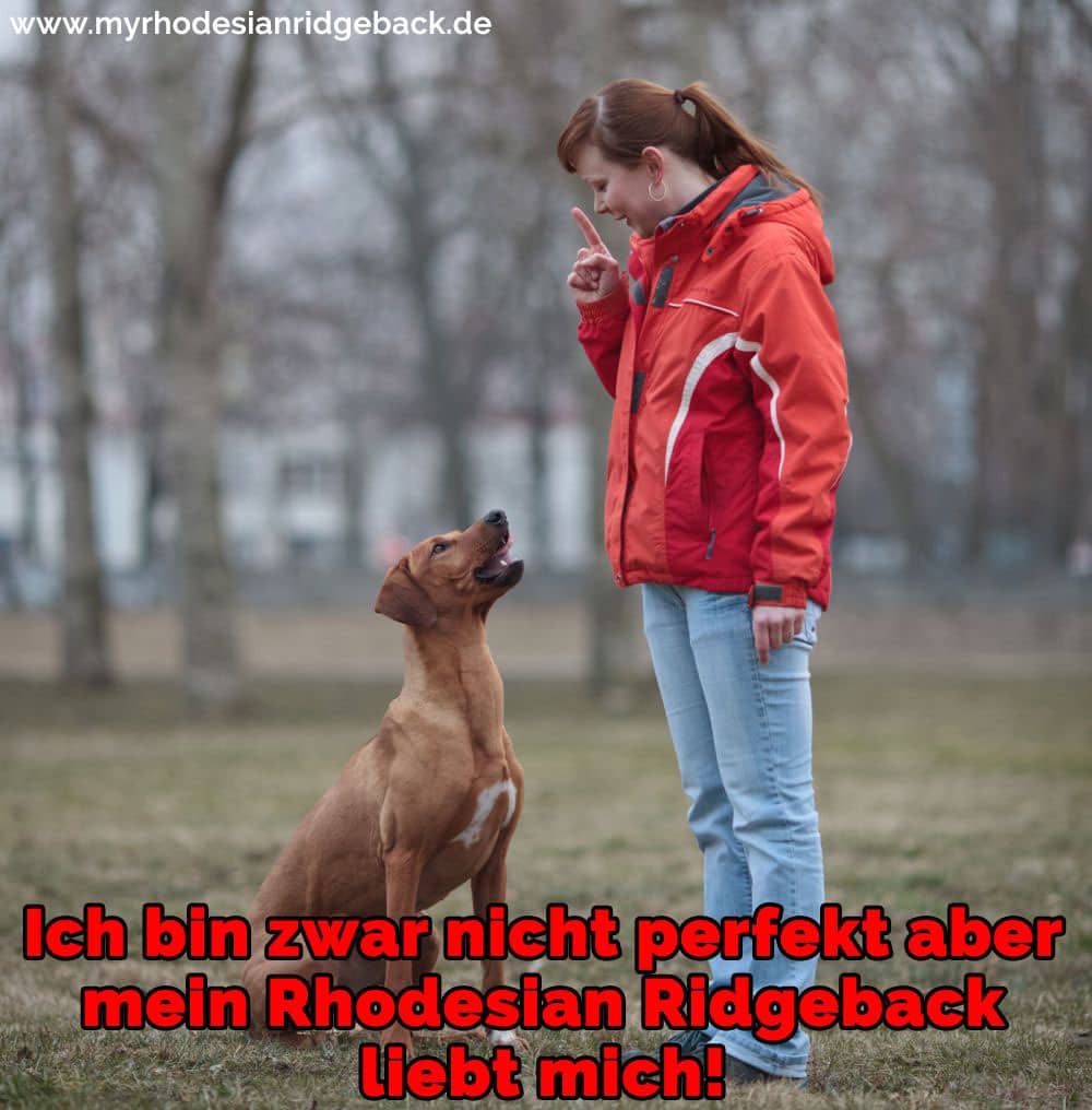 Ein Rhodesian Ridgeback und sein Besitzer Training im Park