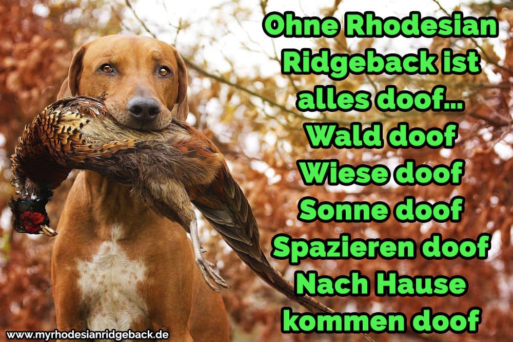 Ein Rhodesian Ridge mit einem Tier in den Mund