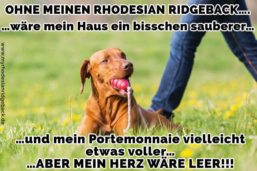 Ein Rhodesian Ridgeback spielt im Gras