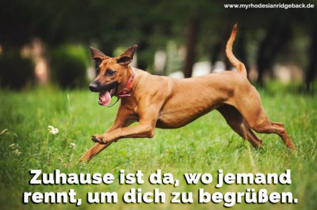 Rhodesian Ridgeback Zitate und Sprüche RhodesianRidgeback.de