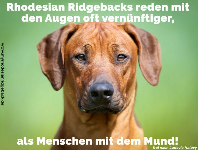 Rhodesian Ridgeback Zitate und Sprüche RhodesianRidgeback.de