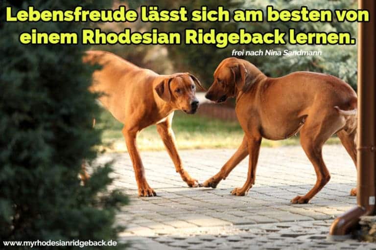 Rhodesian Ridgeback Zitate und Sprüche RhodesianRidgeback.de