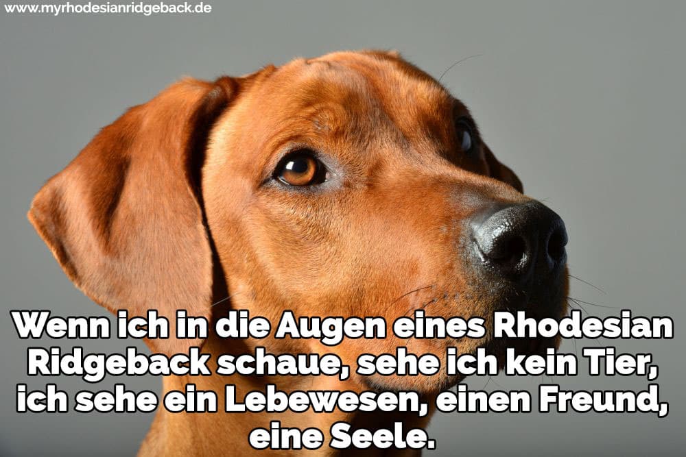 Rhodesian Ridgeback Zitate Und Sprüche