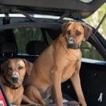 Zwei Rhodesian Ridgebacks im Kofferraum