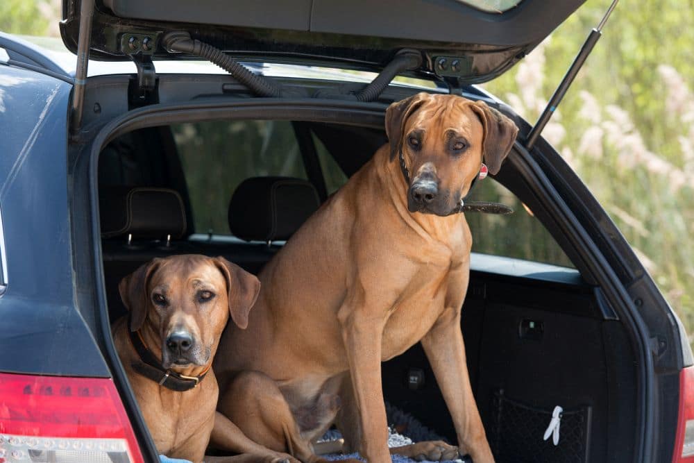 Hund im Auto Kofferraum transportieren - so klappt's