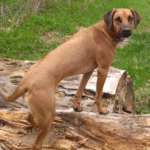 Rhodesian Ridgeback Mischling