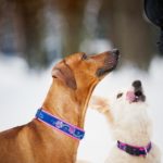Hundetraining Rhodesian Ridgeback