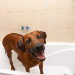 Baden oder Duschen sollte beim Rhodesian Ridgeback die absolute Ausnahme bleiben.