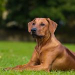 Rhodesian Ridgeback Charakter und Wesen - Was macht einen Rhodesian Ridgeback aus?