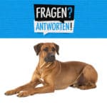 Häufig gestellte Fragen zum Rhodesian Ridgeback - FAQ - Frequently Asked Questions