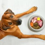 Welches Futter ist das richtige für meinen Rhodesian Ridgeback?