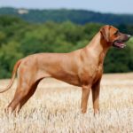 Rhodesian Ridgeback Hündin auf einem Acker