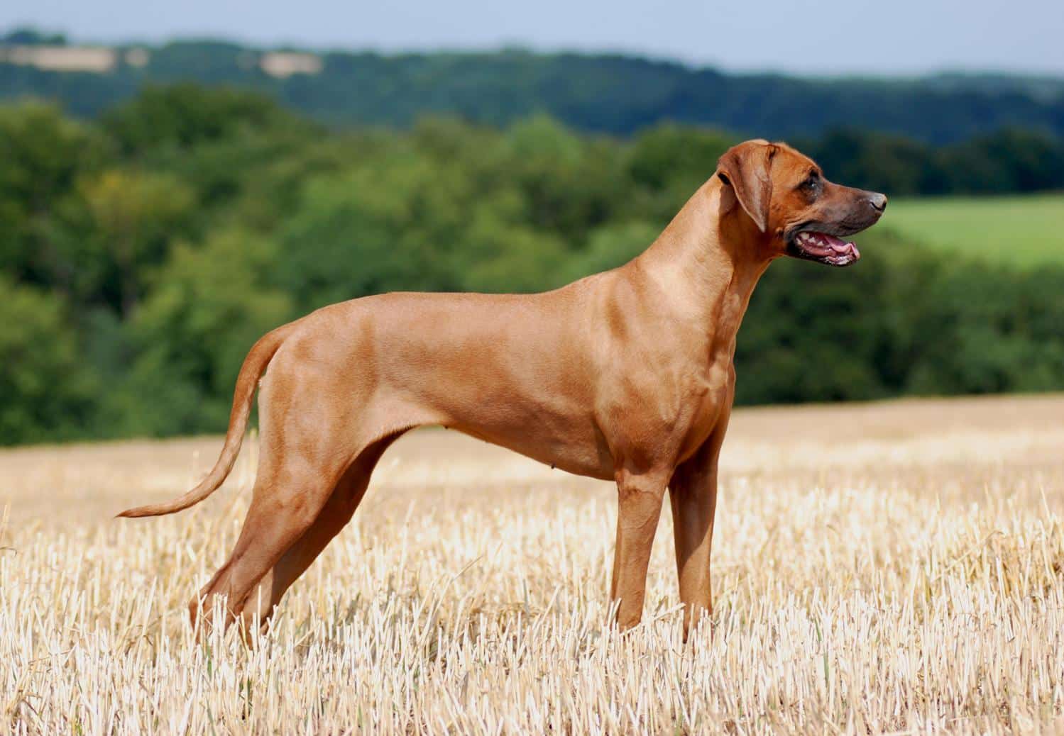 Der Rhodesian Ridgeback 