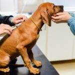 Ein Rhodesian Ridgeback Welpe erhält eine Impfung beim Tierarzt
