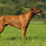 Worauf muss ich achten wenn ich einen Rhodesian Ridgeback Deckrüden für die Zucht suche?