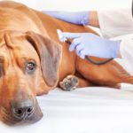 Rhodesian Ridgeback beim Tierarzt