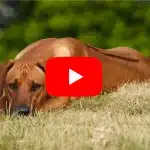 Videos über die Hunderasse Rhodesian Ridgeback