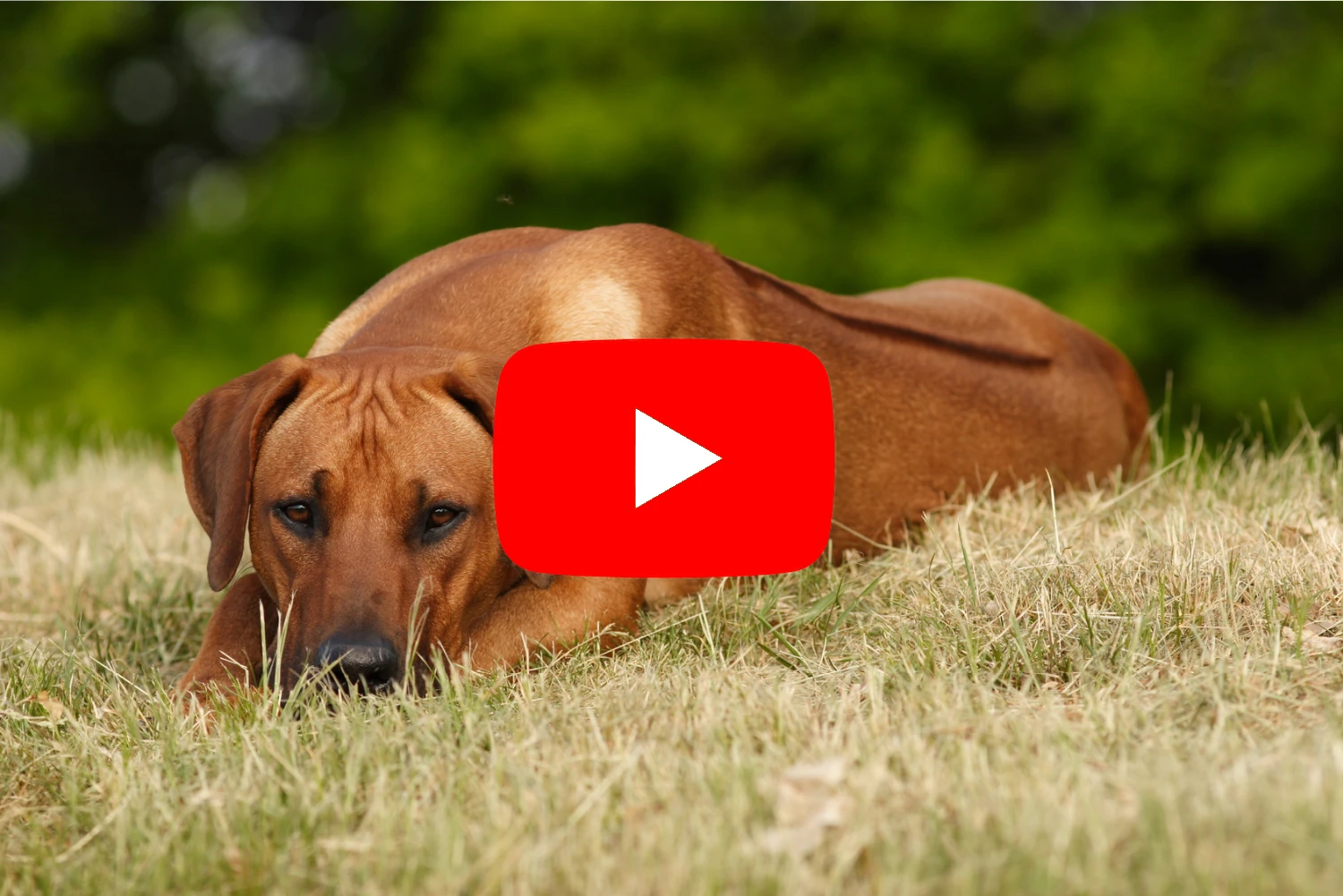 Videos über die Hunderasse Rhodesian Ridgeback