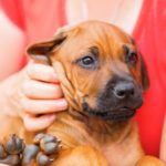 Worauf muss ich achten wenn ich einen Rhodesian Ridgeback Welpen kaufe?