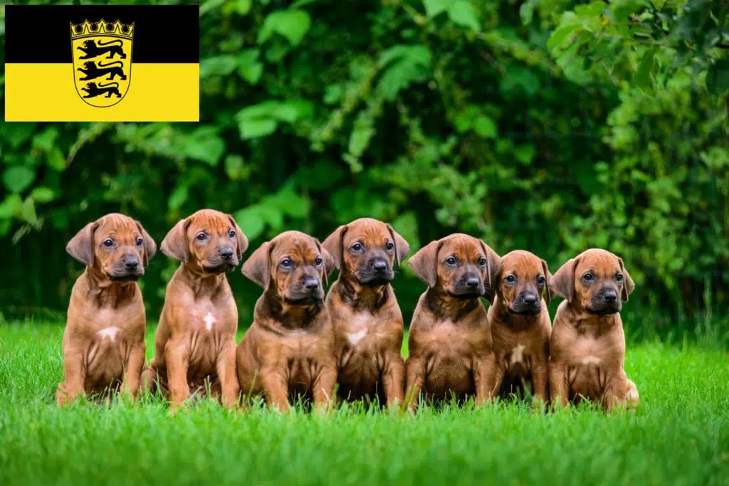 Rhodesian Ridgeback Züchter mit Welpen Baden-Württemberg