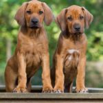 Wie finde ich einen seriösen Rhodesian Ridgeback Züchter mit gesunden Welpen?