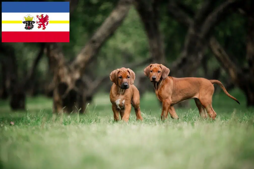 Rhodesian Ridgeback Züchter mit Welpen Mecklenburg-Vorpommern