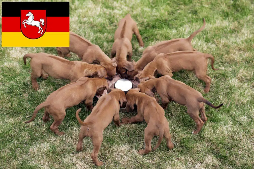 Rhodesian Ridgeback Züchter mit Welpen Niedersachsen