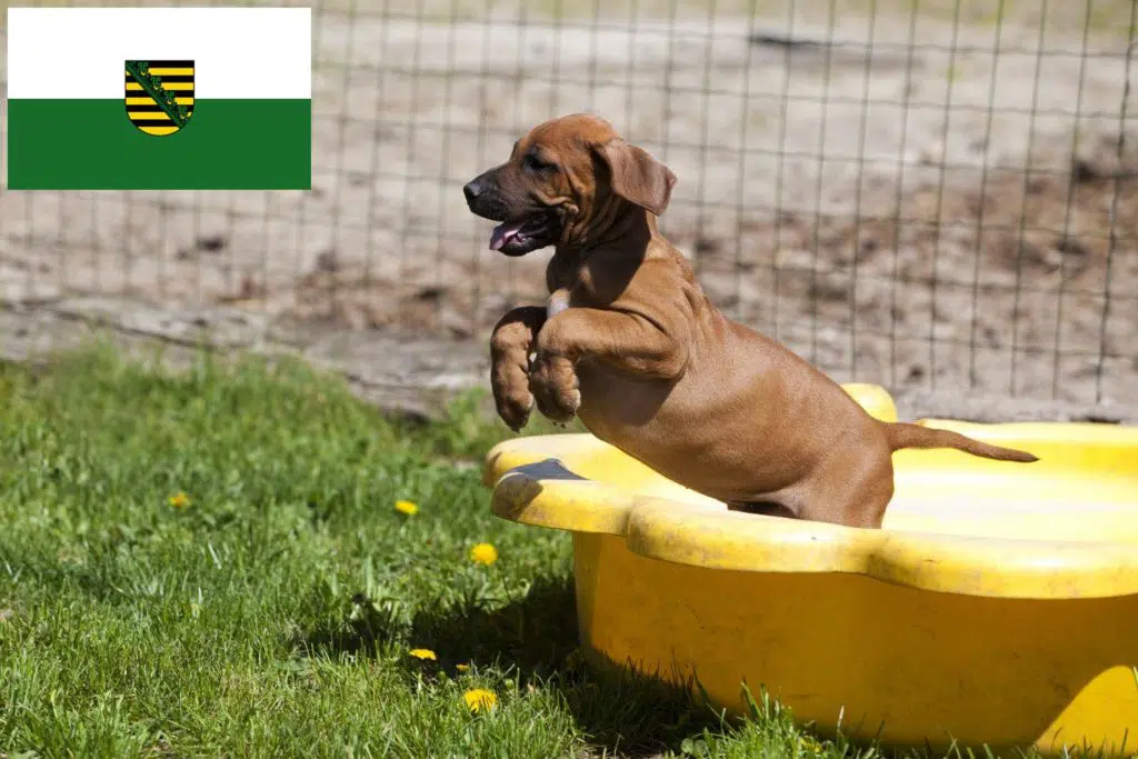 Rhodesian Ridgeback Züchter mit Welpen Sachsen