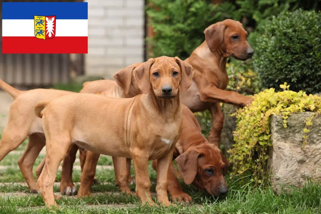 Rhodesian Ridgeback Züchter mit Welpen Schleswig-Holstein