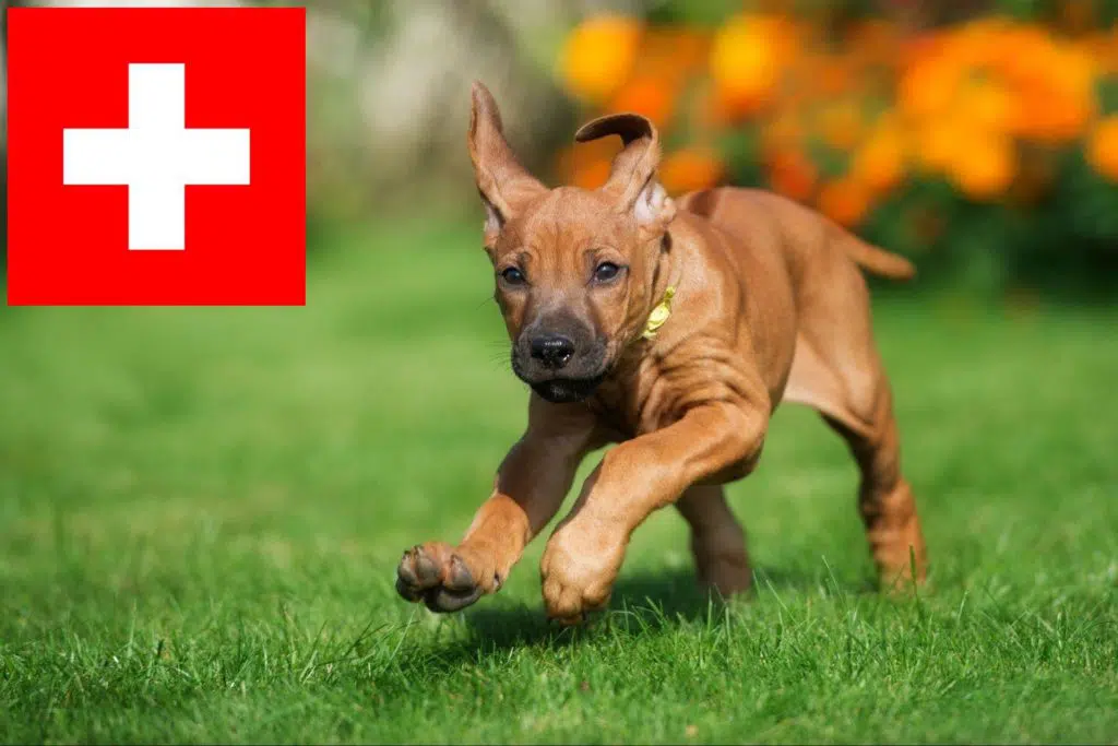 Rhodesian Ridgeback Züchter mit Welpen Schweiz