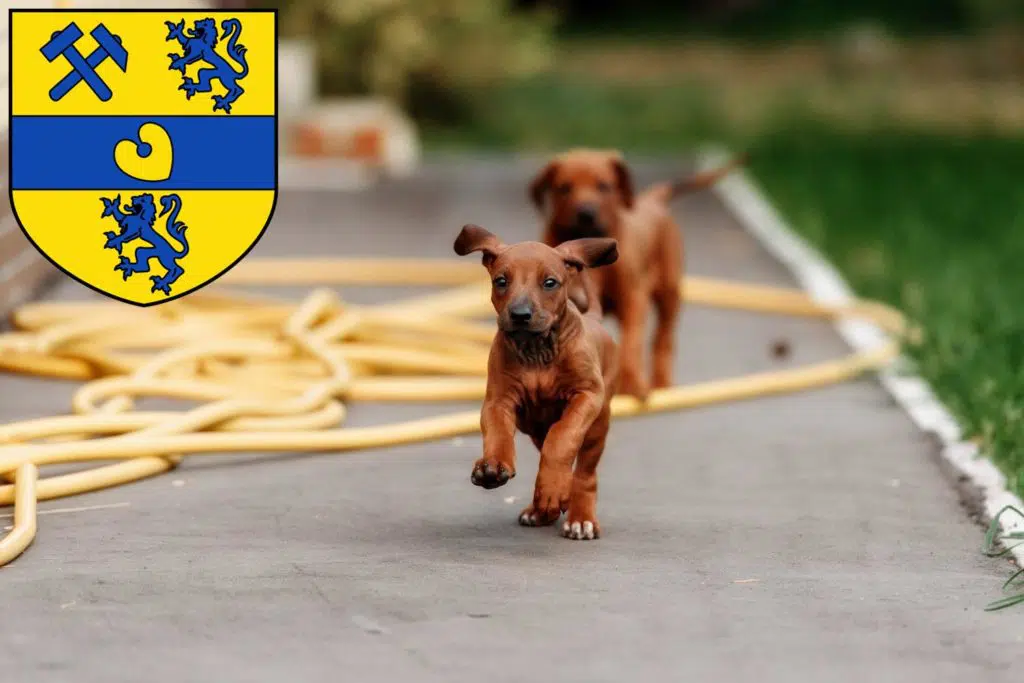 Rhodesian Ridgeback Züchter mit Welpen Alsdorf, Nordrhein-Westfalen