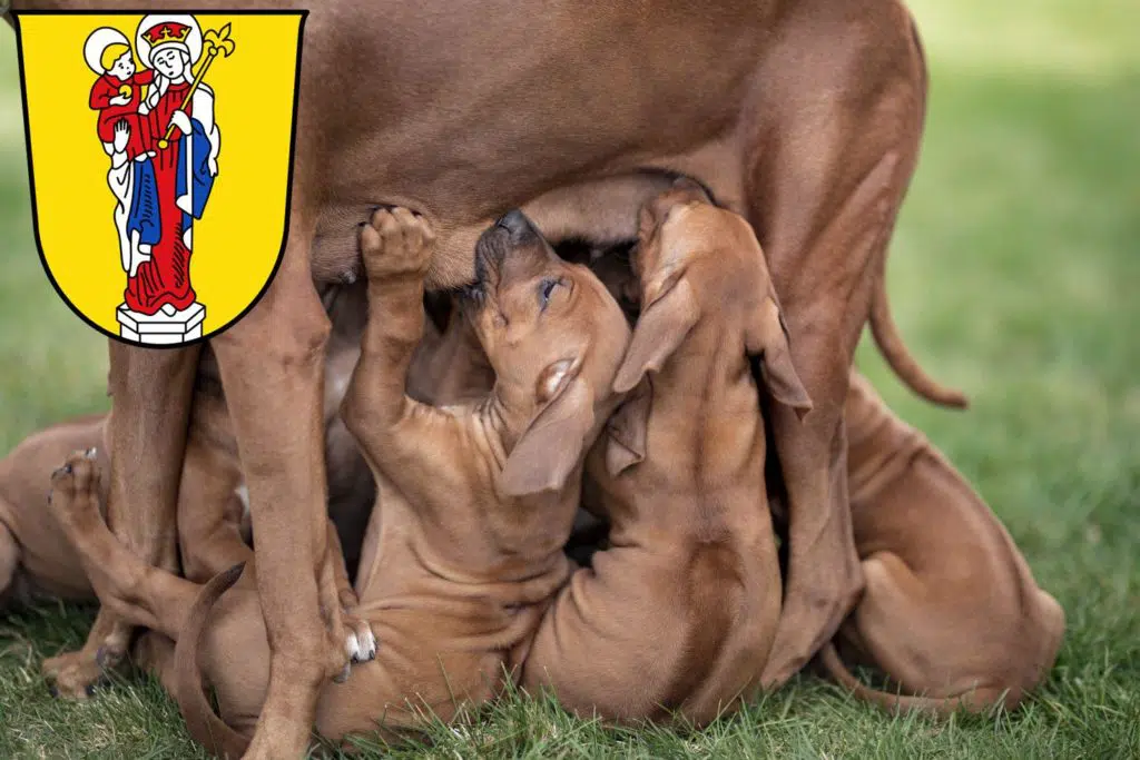 Rhodesian Ridgeback Züchter mit Welpen Altötting, Bayern