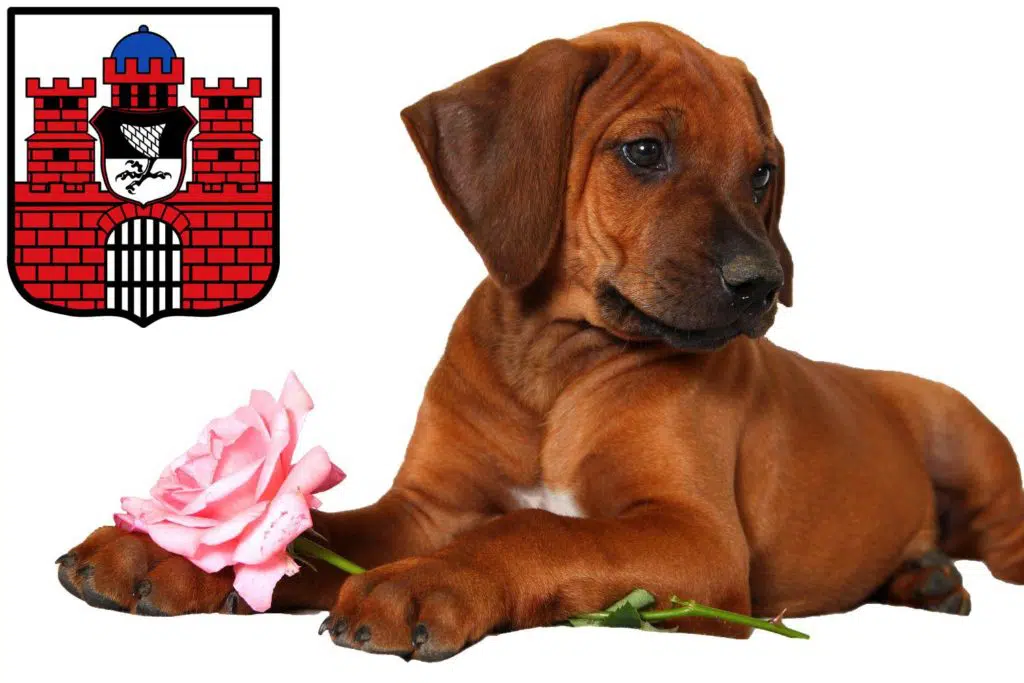 Rhodesian Ridgeback Züchter mit Welpen Bad Kissingen, Bayern