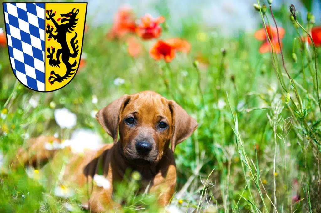 Rhodesian Ridgeback Züchter mit Welpen Bad Reichenhall, Bayern