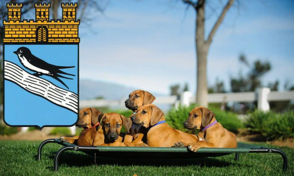 Rhodesian Ridgeback Züchter mit Welpen Bad Schwalbach, Hessen