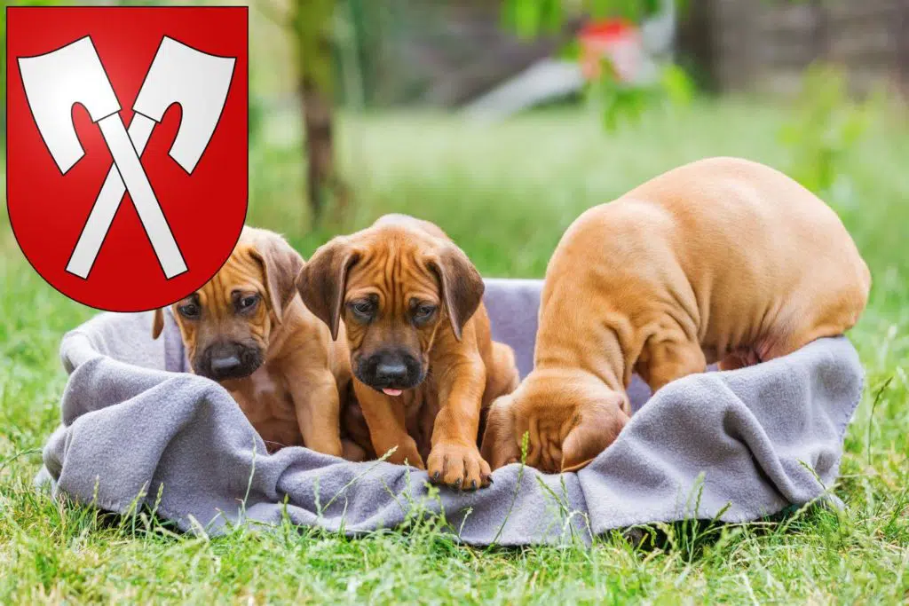 Rhodesian Ridgeback Züchter mit Welpen Biel, Schweiz