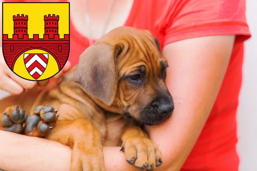 Rhodesian Ridgeback Züchter mit Welpen Bielefeld, Nordrhein-Westfalen