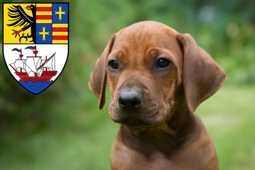 Rhodesian Ridgeback Züchter mit Welpen Brake (Unterweser), Niedersachsen